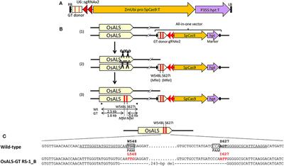 A Universal System of CRISPR/Cas9-Mediated Gene Targeting Using All-in-One Vector in Plants